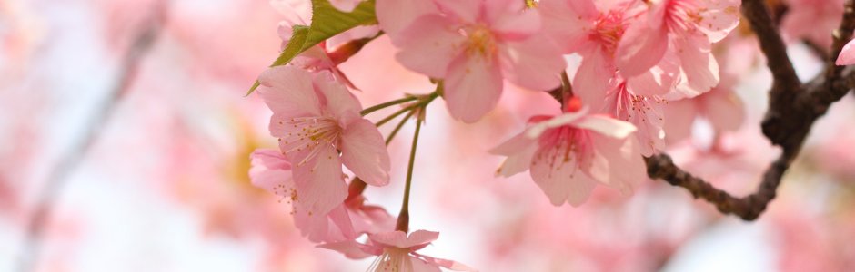 日本の桜
